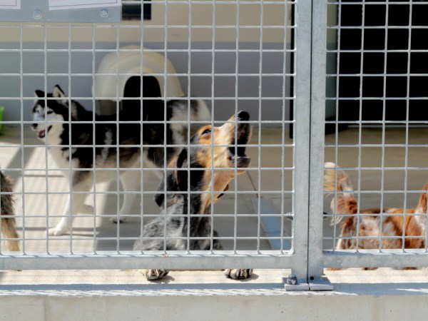 L’été, saison noire pour les refuges : l’APA de Gerzat déjà&nbsp;submergée