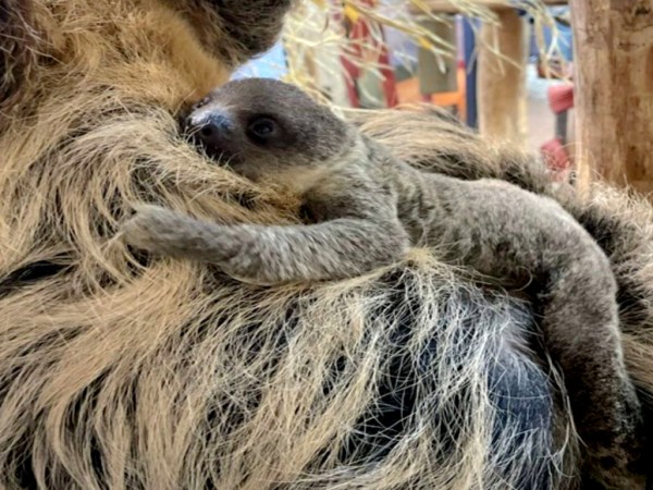 Un nouveau bébé paresseux est né au Parc Animalier d&rsquo;Auvergne