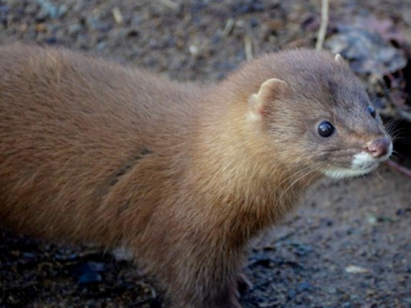 Deux visons d&rsquo;Europe sont visibles depuis peu au Parc Animalier d&rsquo;Auvergne