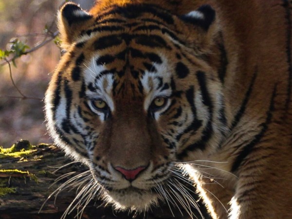 43 nouveaux animaux menacés arrivent au Parc Animalier d&rsquo;Auvergne