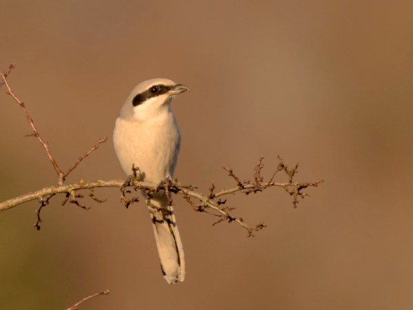 La LPO Auvergne plante 2,3 km de haies pour préserver la pie-grièche&nbsp;grise