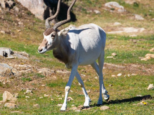 Quatres nouvelles espèces menacées arrivent au Parc Animalier d&rsquo;Auvergne
