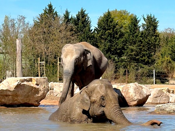 C&rsquo;est quoi le Delta des éléphants, nouveauté 2026 du parc Le Pal dans l&rsquo;Allier&nbsp;?