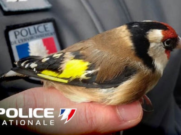 Un trafic d&rsquo;oiseaux présumé démantelé par la police à Clermont-Ferrand