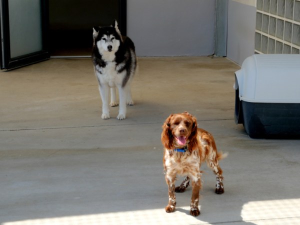 Gerzat : l&rsquo;association protectrice des animaux fête ses 70 ans ce&nbsp;samedi
